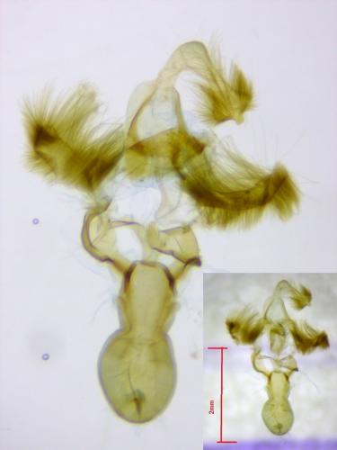 Oligia sp.